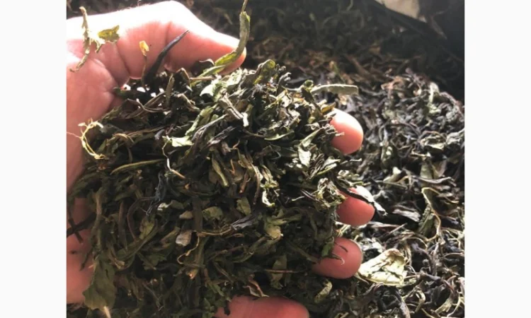 Іван-чай ферментований - фото № 2
