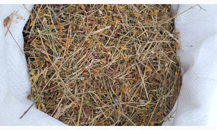 Продам траву звіробою 2023 року - фото № 1