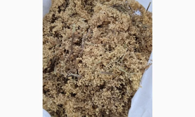 Продам цвіт бузини чорної - фото № 1