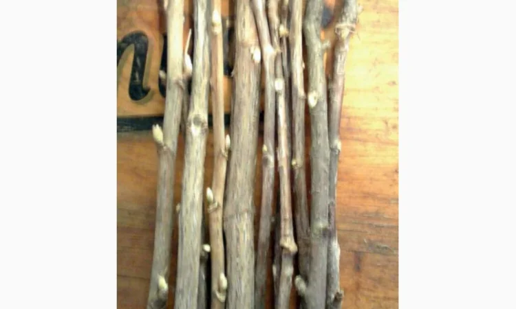 Гілочки пагони смородини сухі - фото № 1