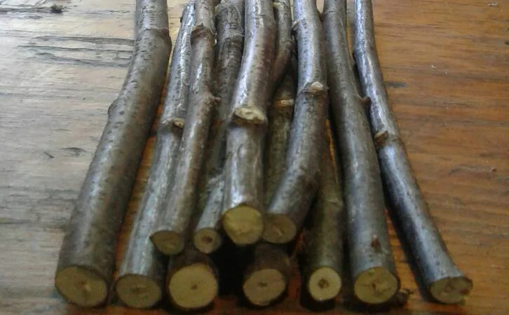 Гілочки пагони смородини сухі - фото № 2