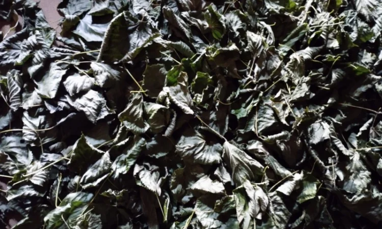 Лист липи - фото № 1