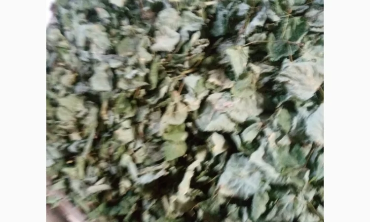 Продам сухий лист липи - фото № 1