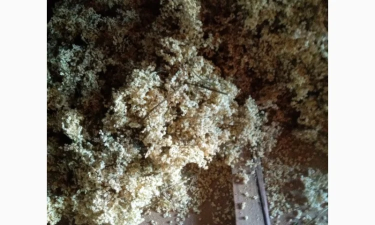 Продам залишок цвіту бузини - фото № 1