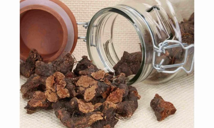 Корень калган лапчатка прямостоячая 1 кг - фото № 1