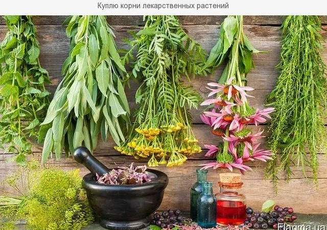 Куплю лікарські рослини - фото № 1