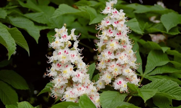 Куплю цвіт каштану - фото № 1