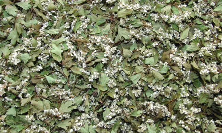 Куплю сухий цвіт глоду - фото № 1