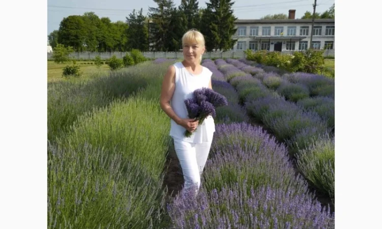 Лаванда з серця України, з Полтавщини - фото № 2