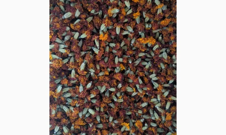 Продам чорнобривці сухі - фото № 1