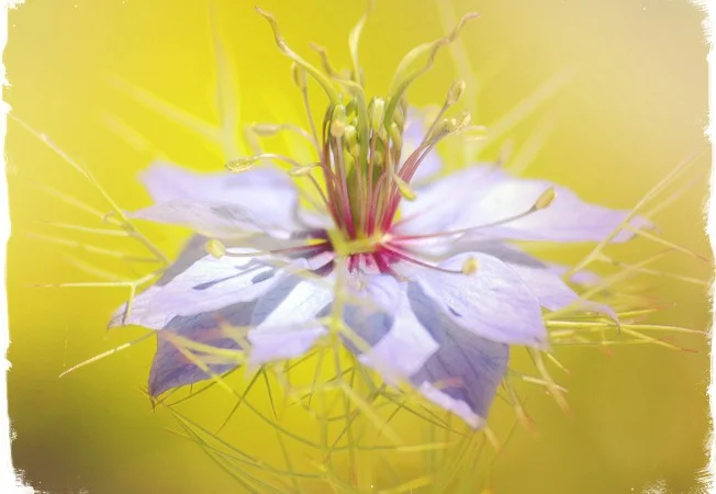 Черный тмин товарный - фото № 1