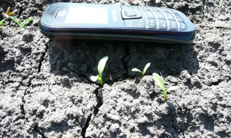 Черный тмин товарный - фото № 2