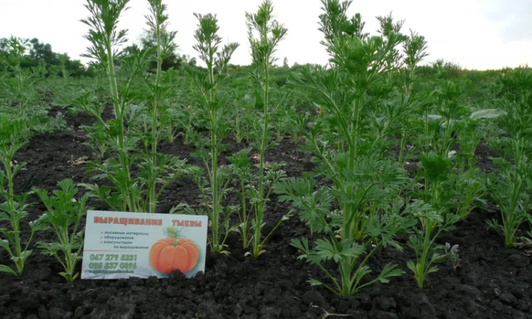 Черный тмин товарный - фото № 3