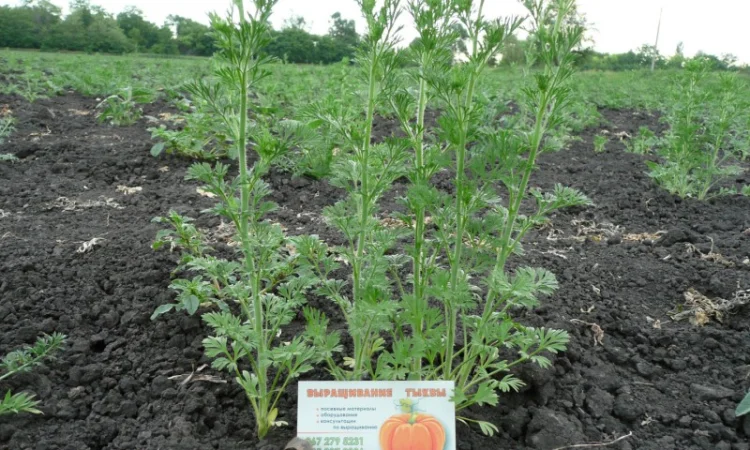 Черный тмин товарный - фото № 4