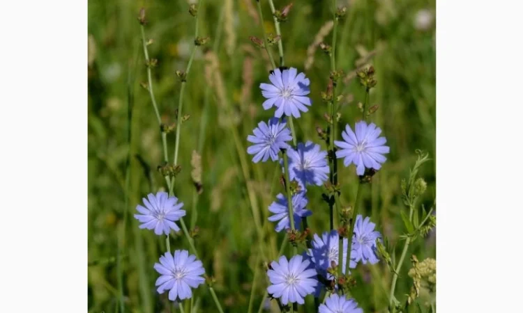 Куплю траву цикорію - фото № 1