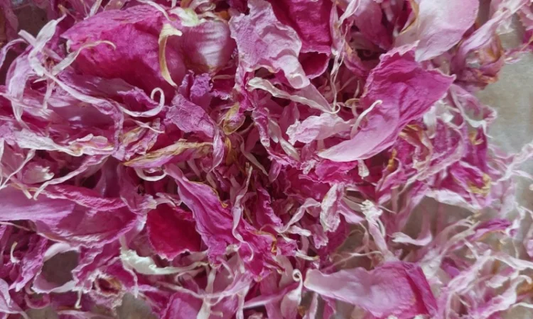 Продам сухі пелюстки рожевого піона - фото № 1