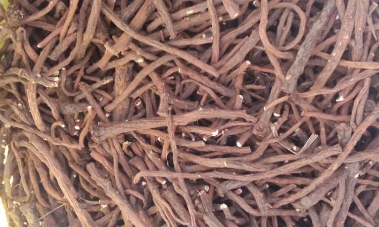 Куплю корінь кульбаби - фото № 1