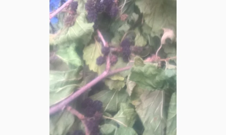 Продам тутовник кору корни веточки (шелковица черная) - фото № 1