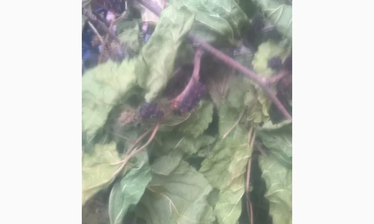 Продам тутовник кору корни веточки (шелковица черная) - фото № 3