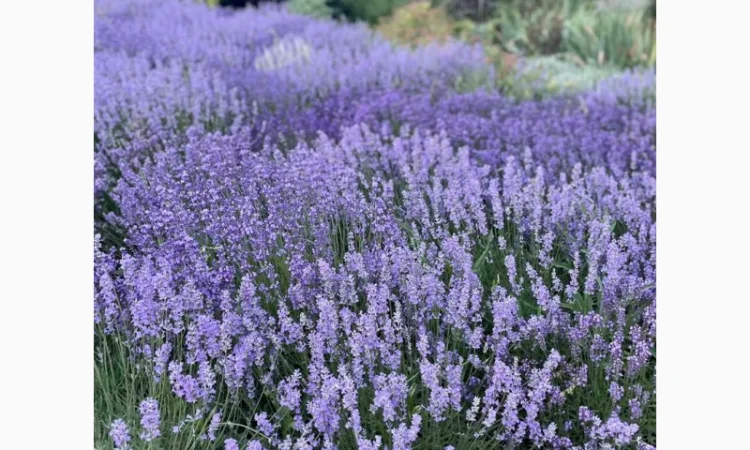 Продам сухую лаванду - фото № 1