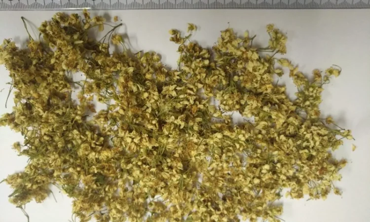 Куплю сухий цвіт глоду без листа - фото № 1