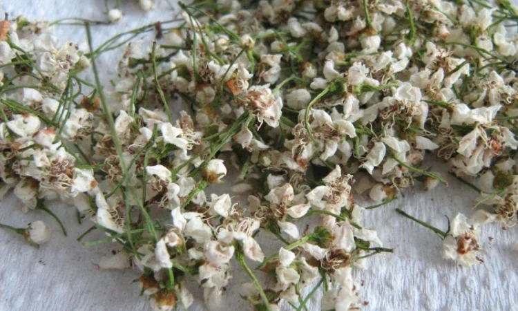 Куплю сухий цвіт глоду без листа ДОРОГО - фото № 2