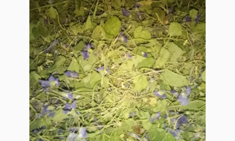 Куплю траву фіалки запашної - фото № 2