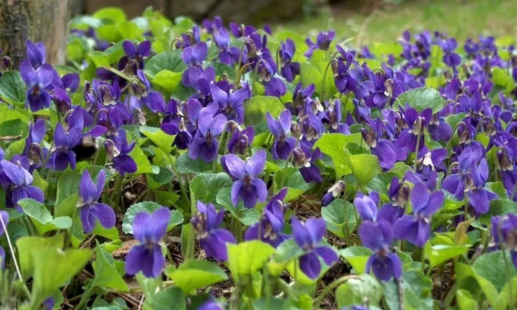 Куплю траву фіалки запашної - фото № 1