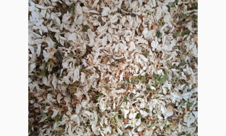 Куплю сухий цвіт терену - фото № 2