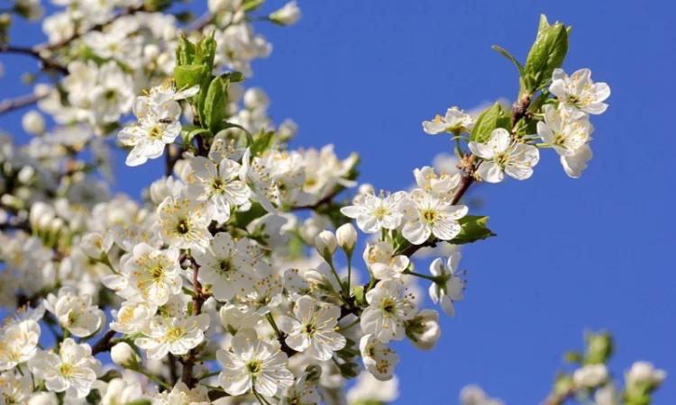 Куплю сухий цвіт терену - фото № 1