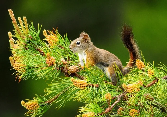 Пилок сосни Сосновая пыльца - фото № 2