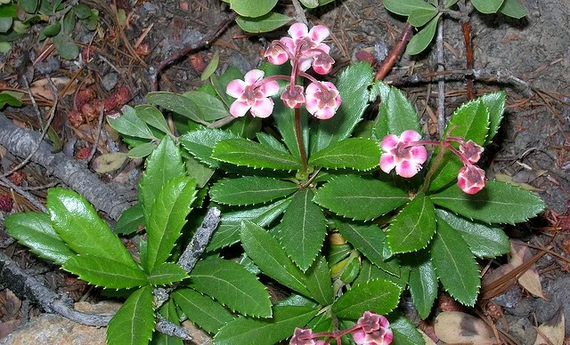 Зимолюбка - фото № 1