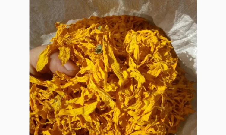 Закупаем лепистки подсолнуха, тысячелистник, цвет липы - фото № 1