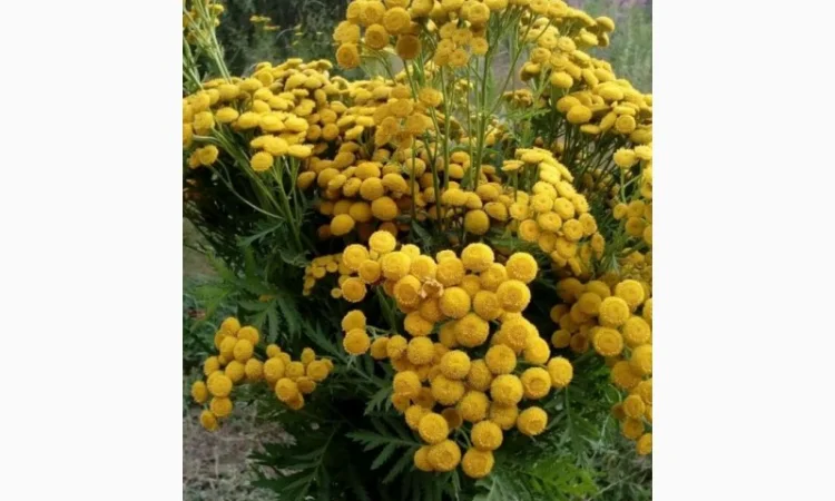 Купим пижму, зверобой, чебрец, только в сухом виде - фото № 1