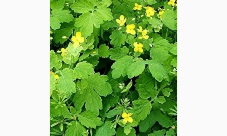 Закупаем чистотел траву сушенную., зверобой, пустырник - фото № 1