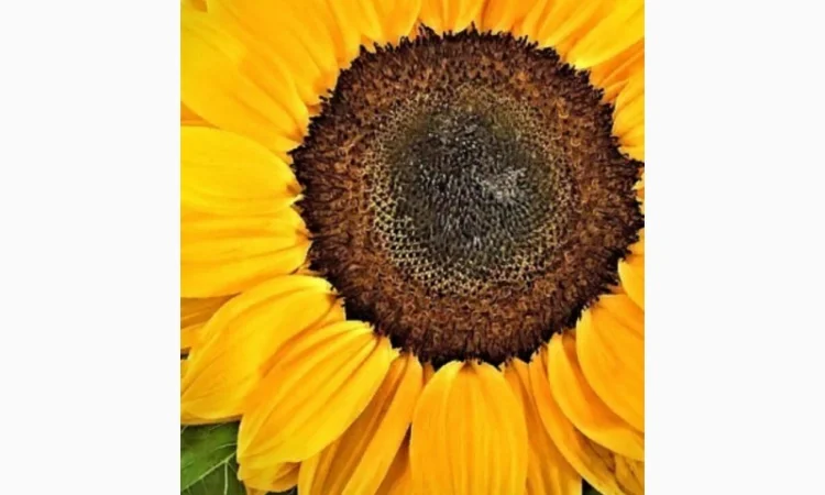 Куплю сухую Пелюстку Соняшника, цвет липы.Оплата нал - фото № 1