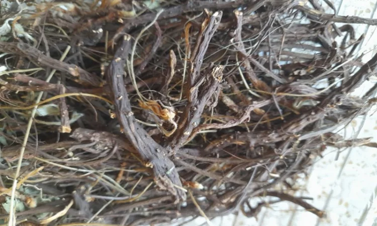 Продам лапчатки білої(п'ятипал) - фото № 1