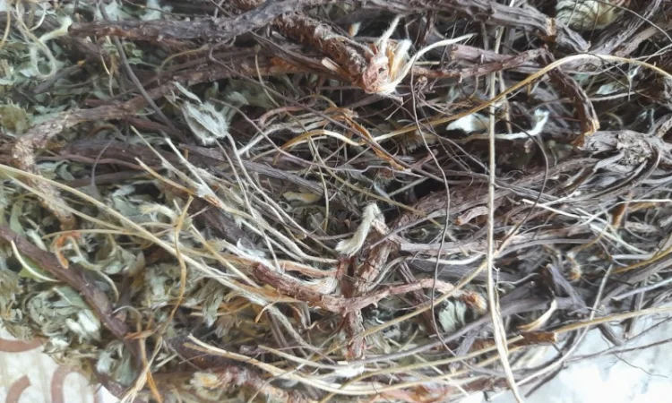 Продам лапчатки білої(п'ятипал) - фото № 2