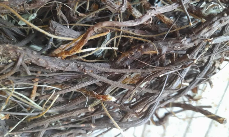 Продам лапчатки білої(п'ятипал) - фото № 3