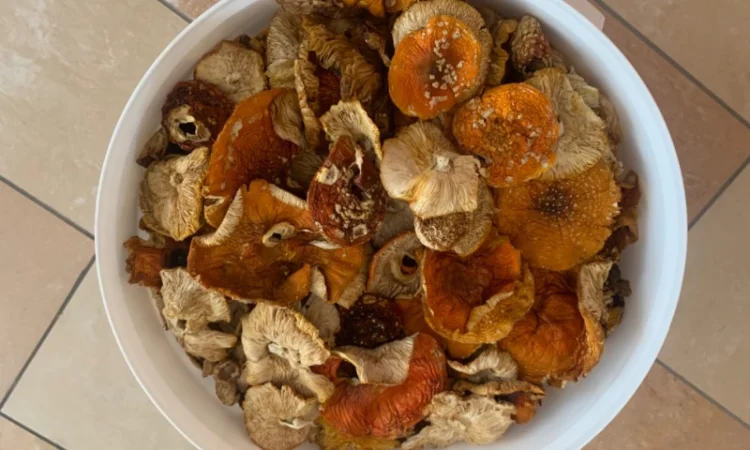 Мухомор сушений - фото № 1