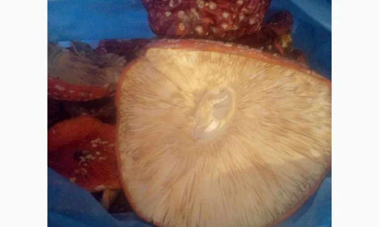 Послуги менеджера по мухоморам - фото № 1