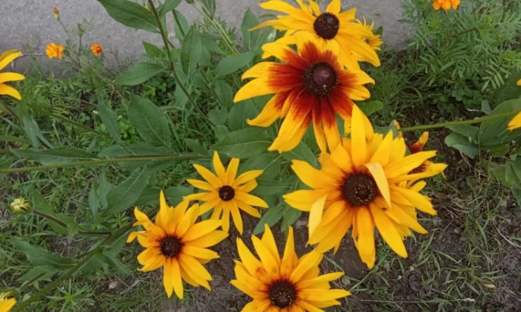 Топінамбур, квіти, продам - фото № 1