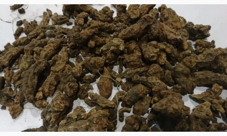 Закупаем корень калгана, лопуха, одуванчика, алтея.девясила, аира, сухой.только качество - фото № 1