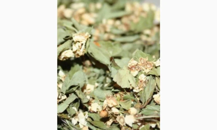 Закупаем лист боярышниеа с цветом, цвет каштана, бузины, липы, акации - фото № 1