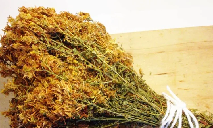 Закупаем траву зверобой. тысячелистник. крапива. чистотел. от населения и заготовителей - фото № 1