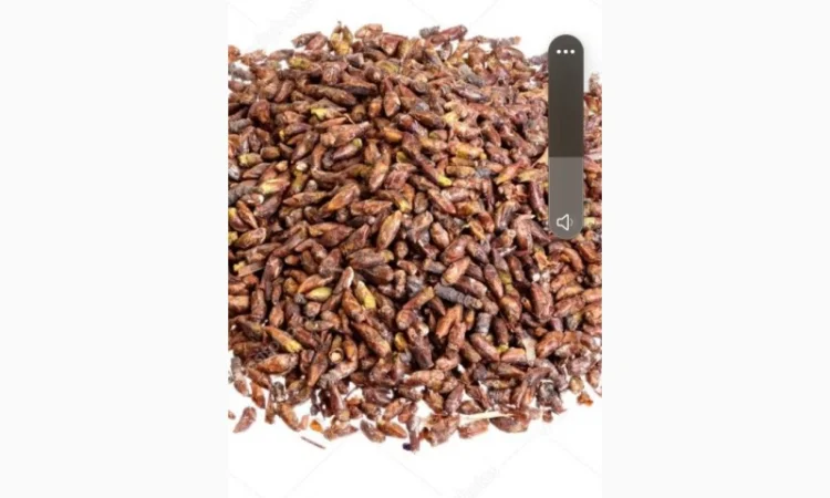 Куплю березову бруньку сиру та сушену. вся Україна - фото № 1