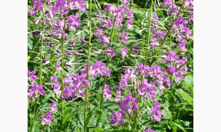 Иван-чай, ( кипрей узк.) корни. Акция - фото № 1