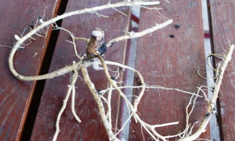 Иван-чай, ( кипрей узк.) корни. Акция - фото № 2