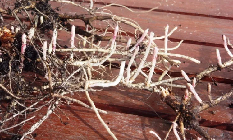 Иван-чай - фото № 2