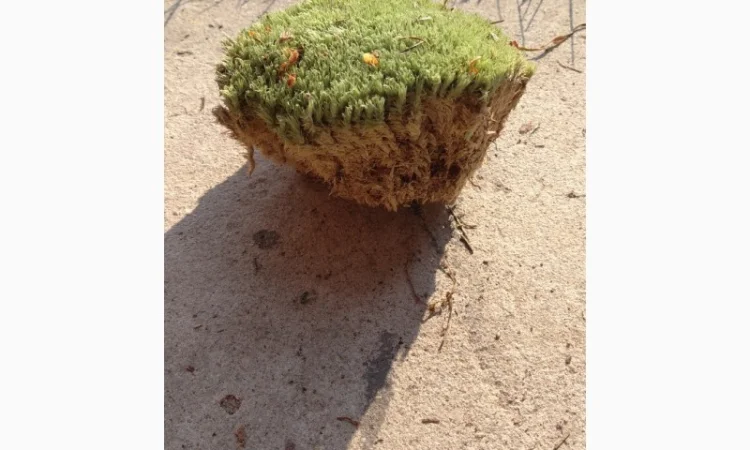 Мох кочка - фото № 1